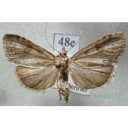 Udea inquinatalis (Lienig & Zeller, 1846) Czech48e